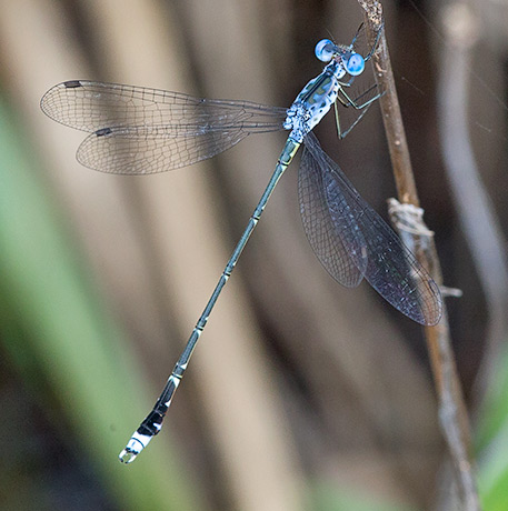 Lestes tridens male